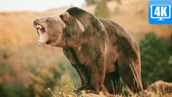 Средства защиты от нападения медведя, обзор того, что мы возим с собой