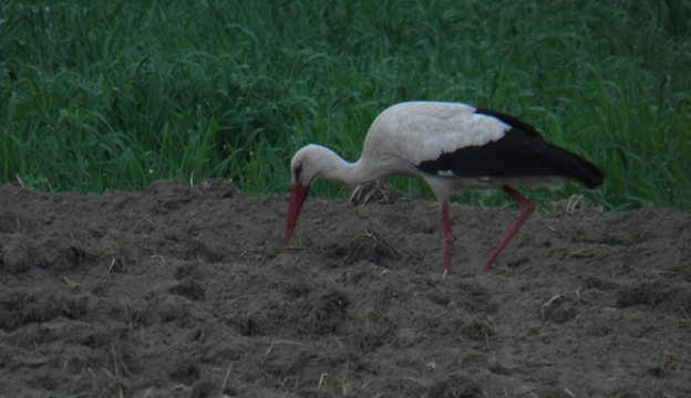 Аисты очень любят Беларусь (из личного архива)