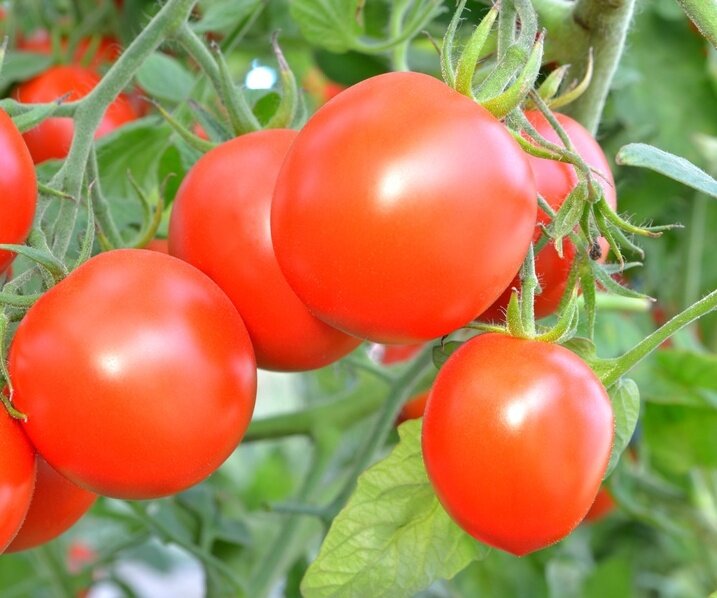 Помидор башенки. Спасская башня томат высота куста. Помидор башенки. Семена томат спасская башня. Томат башенки.