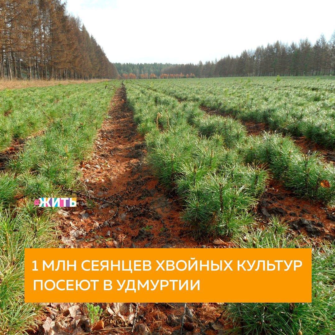 Лесные ресурсы сберегают генетическое разнообразие биосферы, обогащают атмосферу кислородом, в значительной степени формируют климат, сохраняют и повышают плодородие почв, регулируют и очищают водные стоки, являются одним из основных элементов рекреационного потенциала, средой обитания человека, служат сырьевой базой лесной и лесоперерабатывающей промышленности. Именно поэтому так важно сохранять лесные массивы.

В 2021 году в Удмуртии планируют посеять 1 миллион сеянцев хвойных лесных культур. Их посадят в лесах в 2022 году🌲

Это первый опыт такого подхода к выращиванию посадочного материала. Напомним, что с начала реализации нацпроекта «Экология» в республике леса высаживается больше, чем вырубается или гибнет по естественным причинам. При закрытой корневой системе приживаемость будущих деревьев выше, не требуется густых посадок, а значит, лесовосстановление становится еще эффективнее.

«Экология» — один из национальных проектов в нашей стране, нацеленный на эффективное обращение с отходами производства и потребления, кардинальное снижение уровня загрязнения атмосферного воздуха в крупных промышленных центрах, повышение качества питьевой воды для населения, сохранение уникальной флоры и фауны.

Делитесь этой новостью с друзьями🙌

#жить #проектжить