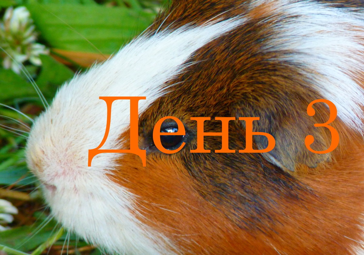 Маленькая свинка не знает ни про какие отжимания, и при этом весьма счастлива