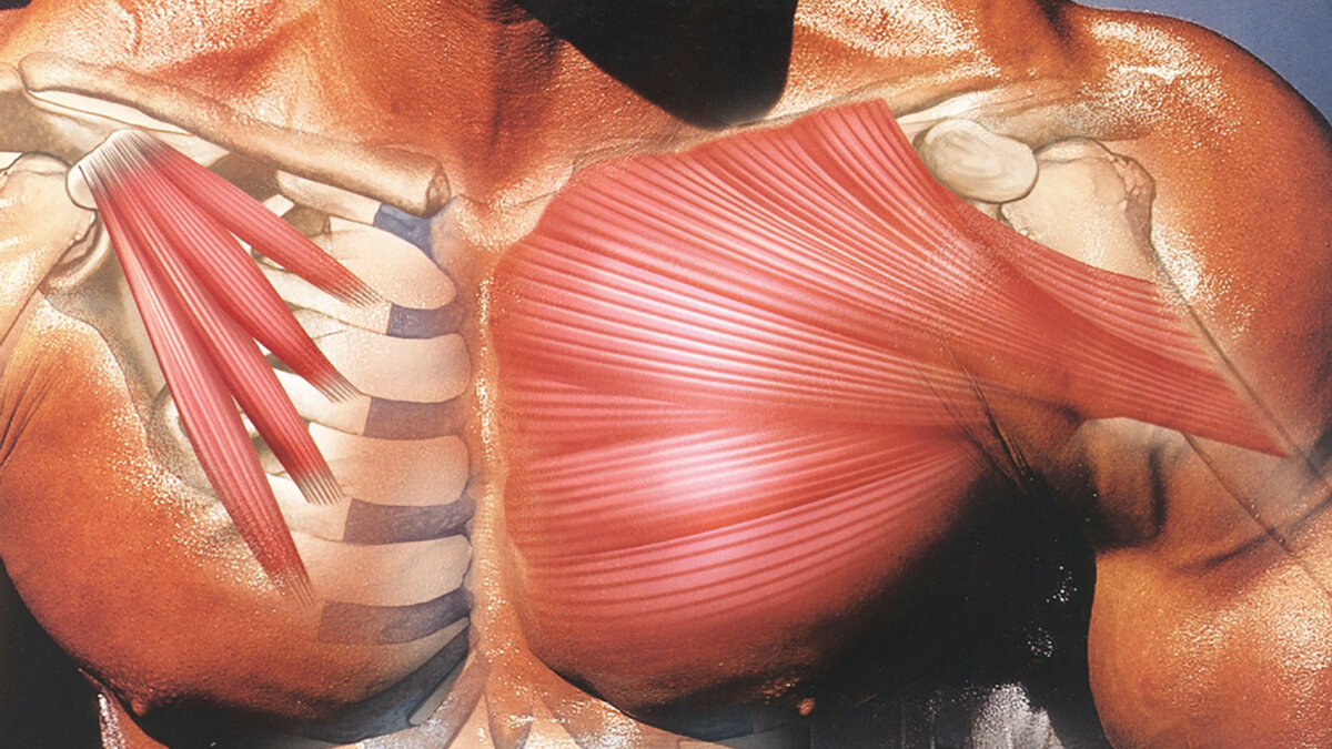 Грудные мышцы анатомия фото у женщин
