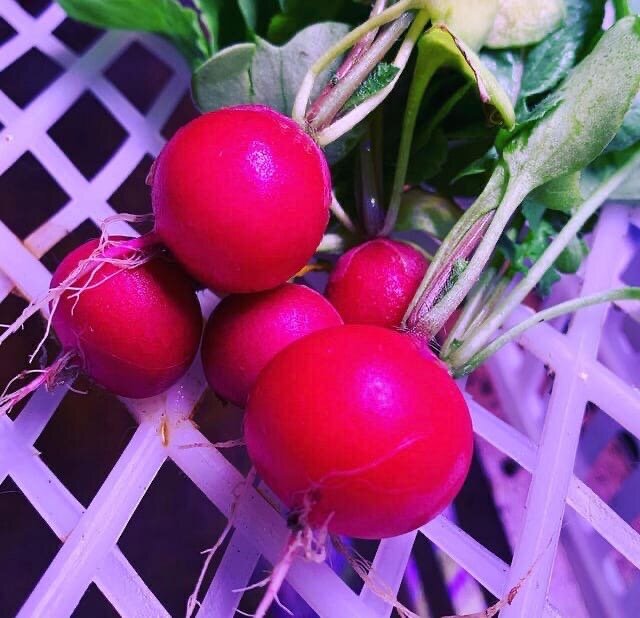 Урожай редиса с подоконника.