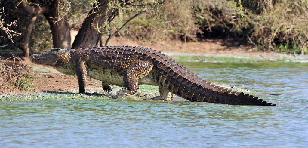 Крокодилы в ниле. Нильский крокодил. Египетский Нильский крокодил. Африка Нильский крокодил.