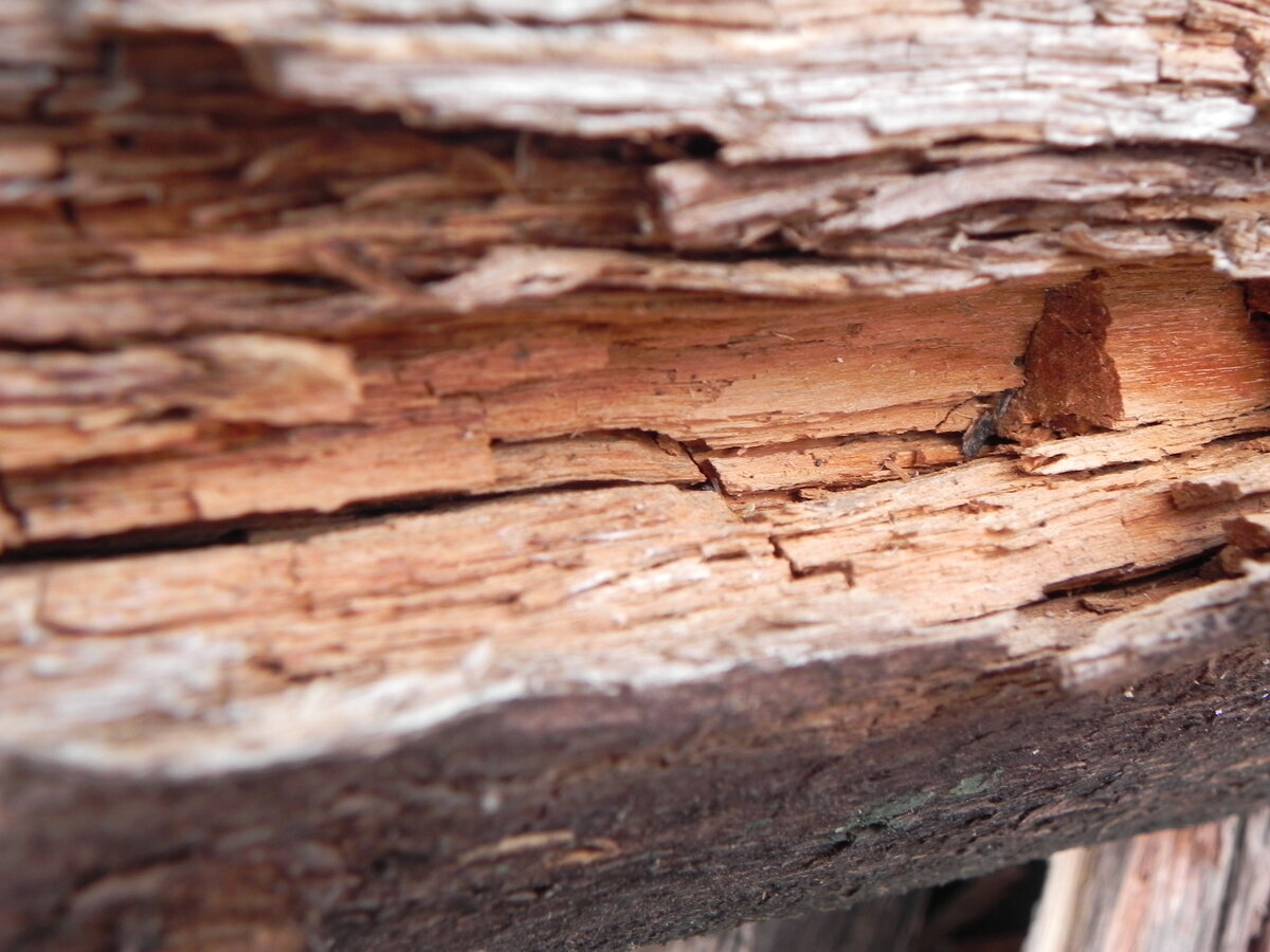 Коррозионная гниль древесины