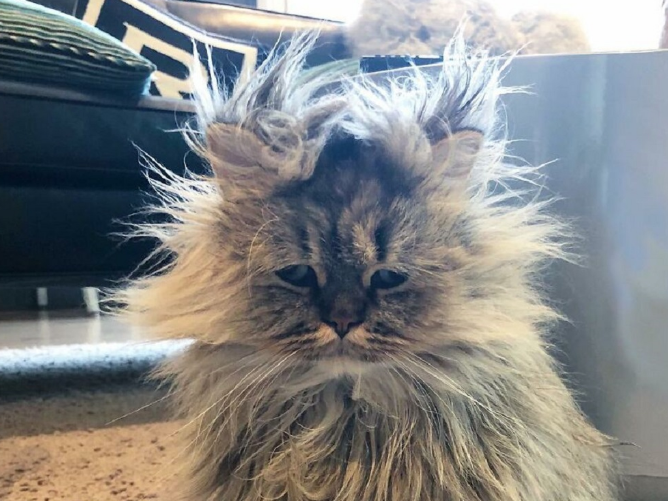 Скриншот автора. Источник: https://sntch.com/uploads/2021/01/Meet-Barnaby-the-cross-eyed-Persian-cat-who-is-cute-but-always-seems-to-be-sad-60093a58d9b01__880-kopiya.jpg