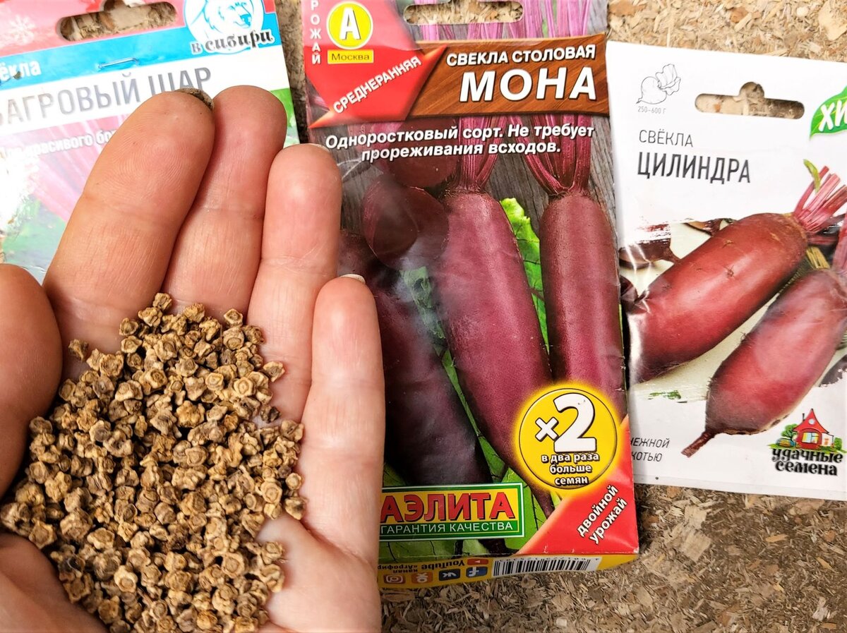Одноростковые семена свёклы