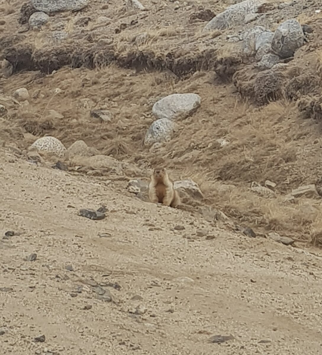 Тарбага́н, или монго́льский (сиби́рский) суро́к — млекопитающее рода сурков, обитающее в России (в степях Забайкалья и Тувы), Монголии (исключая юг), Северо-Восточном Китае.
Длина — до 60 см. Носитель возбудителя чумы.
Также тарбаганами называют черношапочных сурков на Камчатке и в Корякии.
Объект охоты. В старину употреблялся в пищу кочевыми народами Центральной Азии: гуннами, монголами и др.