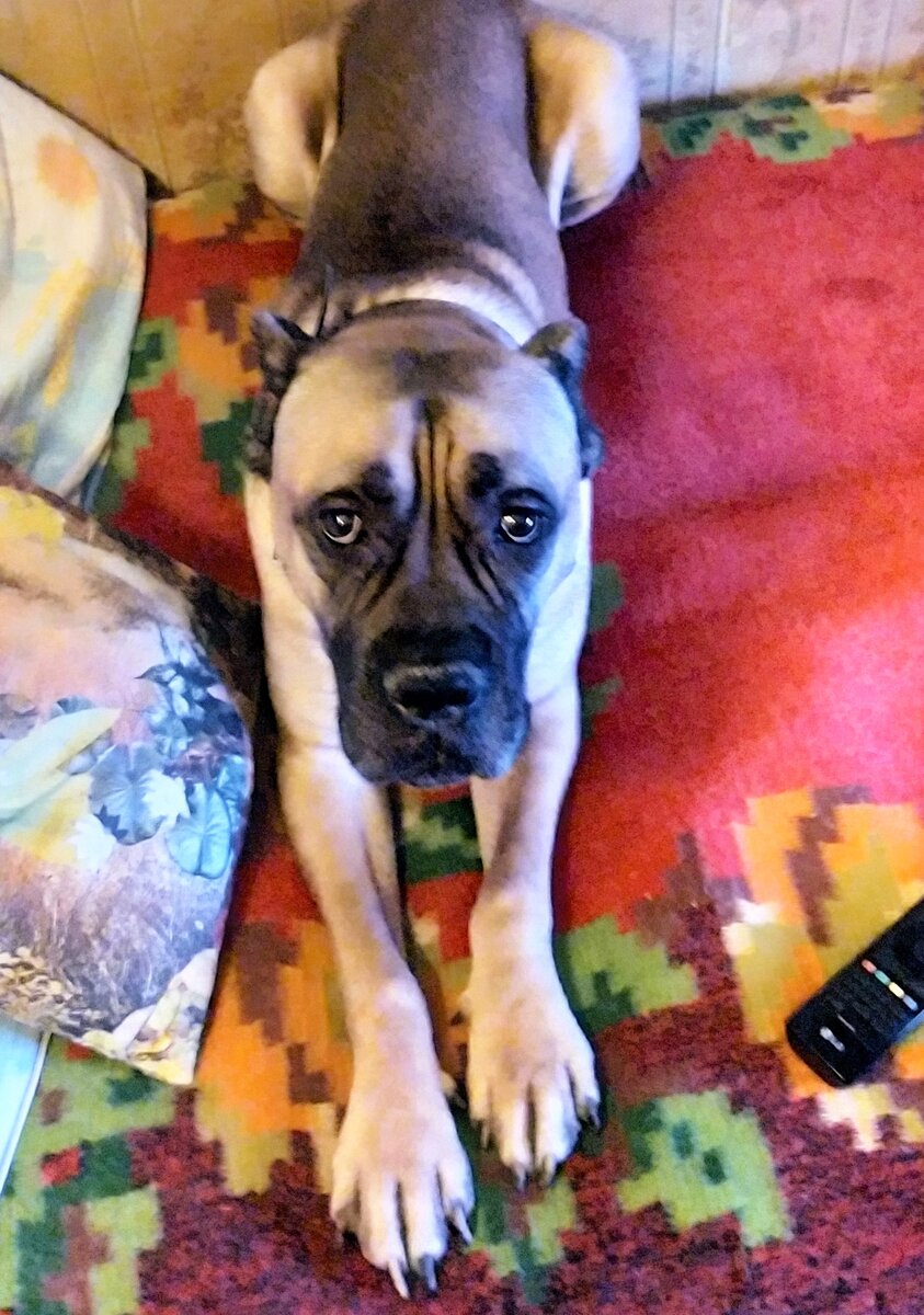 Сейчас будем делать "маникюр"...не очень любим, рычим в процессе)))