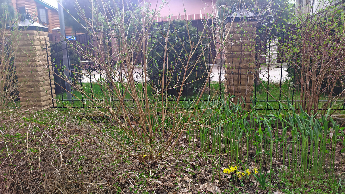 Сад моей подруги 14 мая