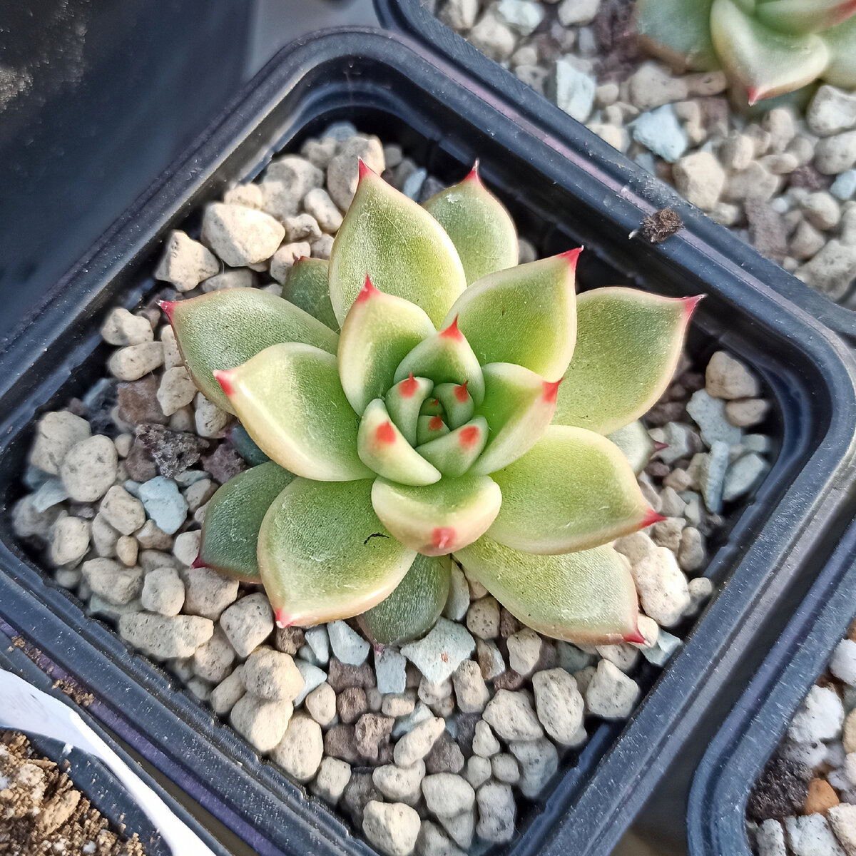 Посев 29.08.2020