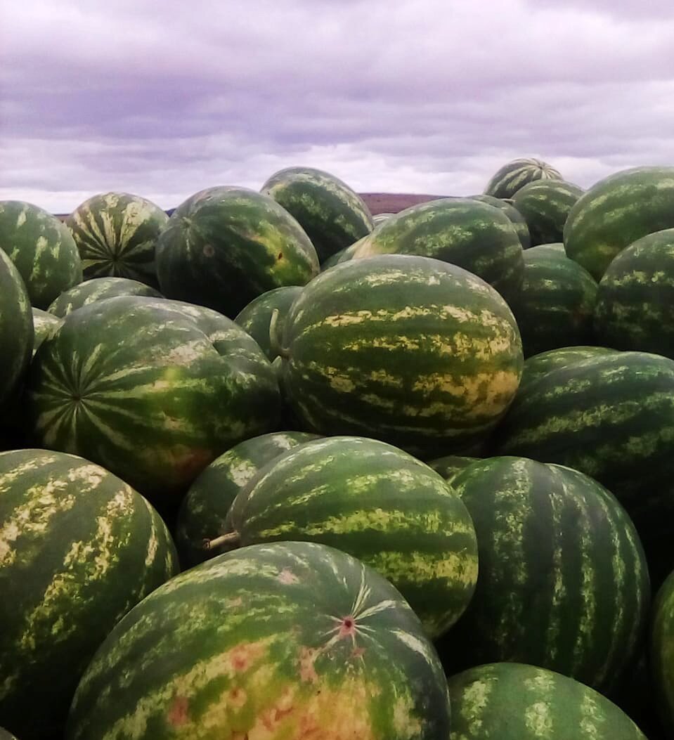 Такие арбузы!