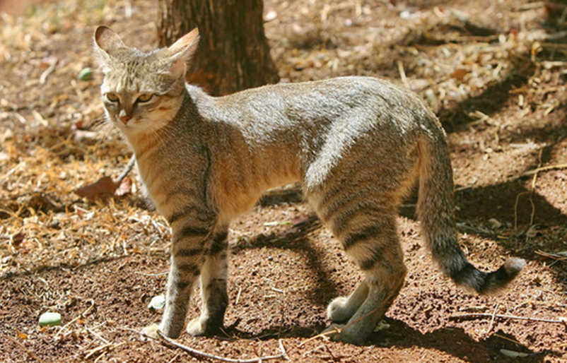 Felis silvestris lybica фото