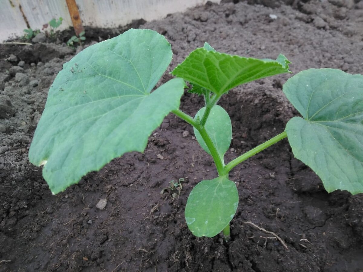 Мои огурчики. Пока стоят.