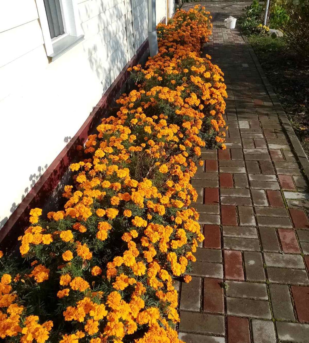 Вот такая красота выросла - бархатцы отклоненные сорта «Бой оранжевый»