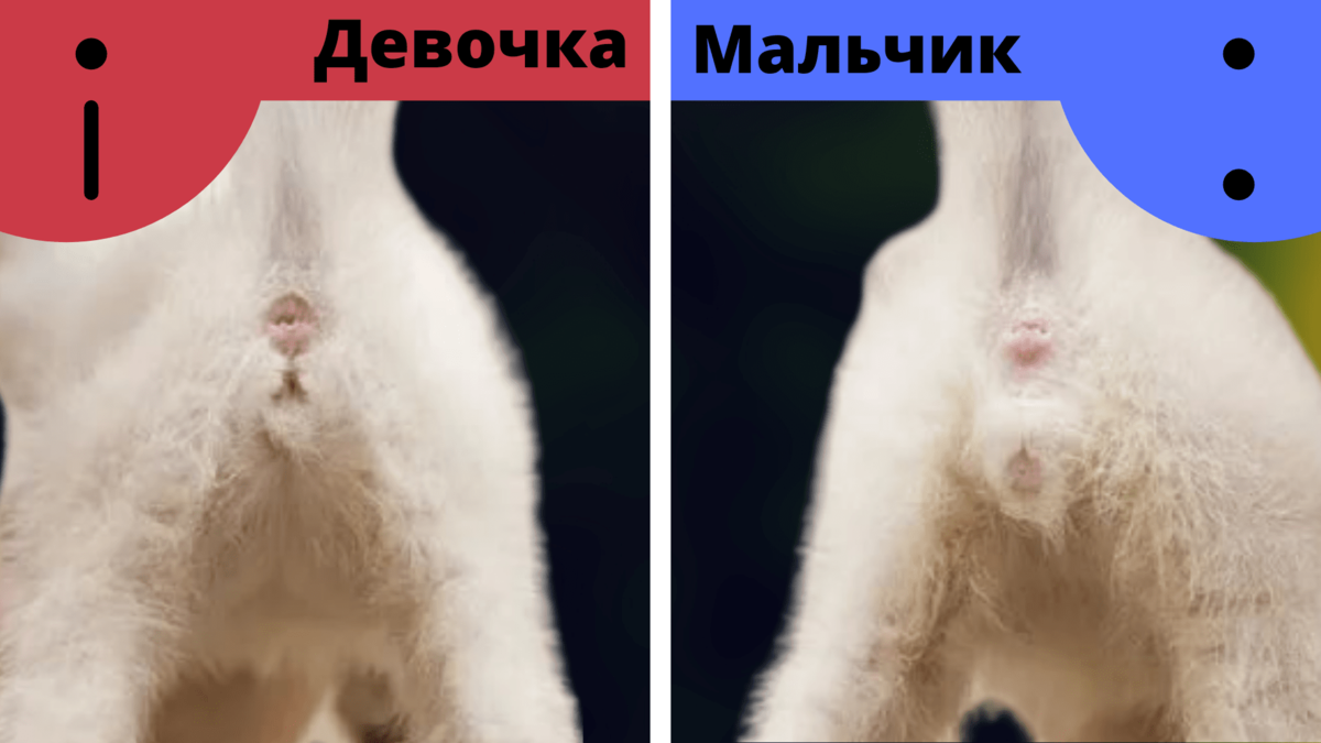 Как отличить котенка мальчика от котенка девочки фото