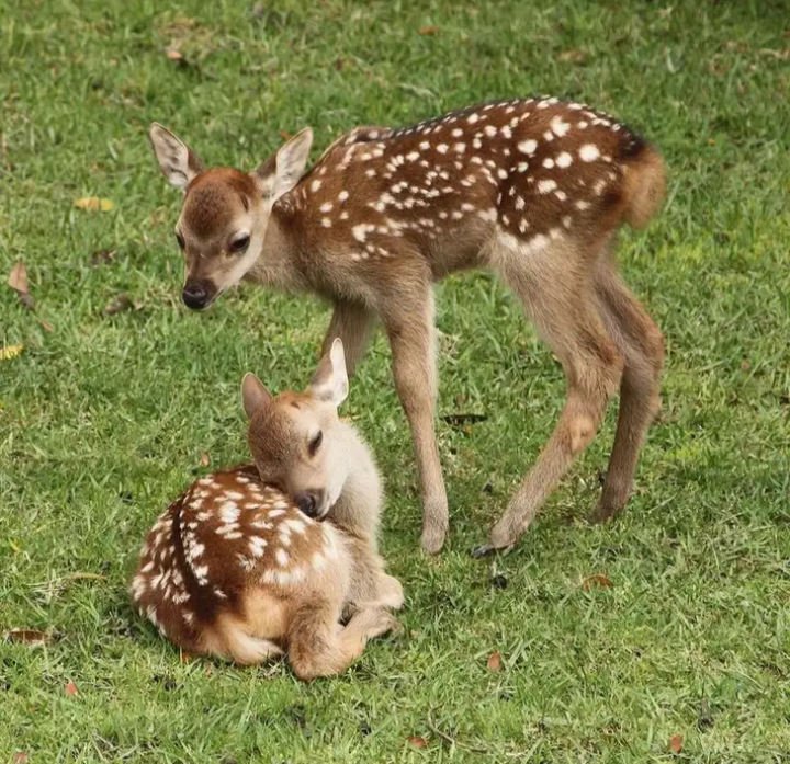 Интернет-источник. 