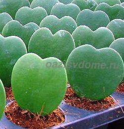 Комнатный цветок хойя в народе называют восковой плющ. Растущее в природе на западном побережье Австралии, в тропиках Юго-Восточной и Южной Азии растение предпочитает скалистые склоны или редкие леса, где в качестве опоры лиане служат деревья. Здесь побеги цветка в длину могут вырастать до 10 метров. В домашних условиях они не такие длинные, но из-за этого своей декоративности цветок не теряет.Можно ли держать хойю дома?
Согласно народному суеверию, восковой плющ нельзя держать дома, так как он имеет следующие свойства:Семью, живущую в доме где растет лиана, ждут финансовые проблемы.
Плющ хойя является мужегоном и способен разрушить семейное счастье.
Комнатный цветок во время цветения приносит несчастья в дом.
Верить или нет в такие народные приметы и суеверия, каждый решает самостоятельно. Однако существуют другие источники, которые утверждают, что хойя в доме, наоборот, укрепляет семью, так как усмиряет зависть и снимает ощущение обиды. Поэтому многие цветоводы считают цветок хранителем семейного счастья и украшают им спальни. А в день Валентина в цветочных магазинах можно увидеть сердечки их хойи, которые влюбленные дарят друг другу.Польза и вред хойи
В примете про негативное влияние воскового плюща во время цветения доля правды есть. Связано это с тем, что его цветочки источают сильный аромат. Он приятный, но в небольшом, закрытом пространстве может раздражать. Поэтому во время цветения плющ лучше вынести из спальни и поместить в большую комнату. Если в доме живут аллергики, то, может быть, от выращивания комнатного растения придется отказаться полностью.Многие интересуются – ядовитая или нет хойя? Все части лианы при повреждении источают сок, который способен раздражать слизистые оболочки. Поэтому при уходе за восковым плющом необходимо соблюдать меры предосторожности. Также рекомендуется следить, чтобы листья и цветы не срывали и не жевали дети и домашние животные.Во всем остальном хойя является красивым домашним растением, с помощью которого можно украсить квартиру или дом.И если вы не верите в различные приметы и суеверия, и в вашем доме уже растет восковой плющ, или вы только хотите его завести-заводите и наслаждайтесь общением с ним!!!