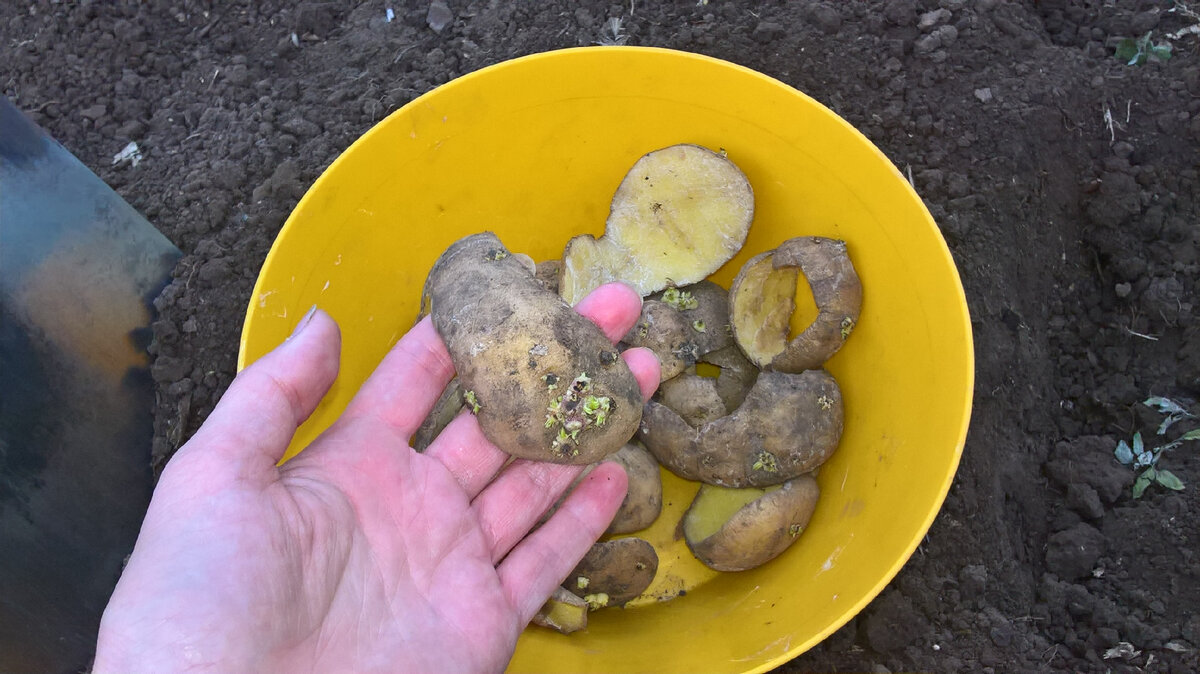Сажаем картофель из очистков в 2021