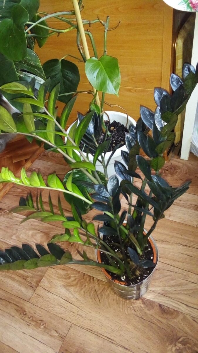 Сок Чёрного ворона ядовит.