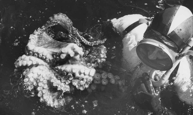 Аквалангист борется с осьминогом. (Фото Питера Стэкпола/The LIFE Images Collection/Getty Images)