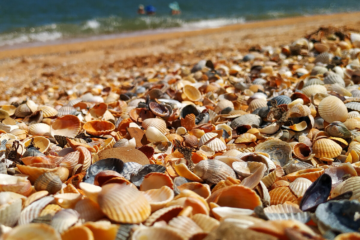 Морской км. Ракушечный пляж в станице Благовещенская. Анапа Благовещенская станица море. Ракушечный пляж на Азовском море. Азовское море ракушечный берег.