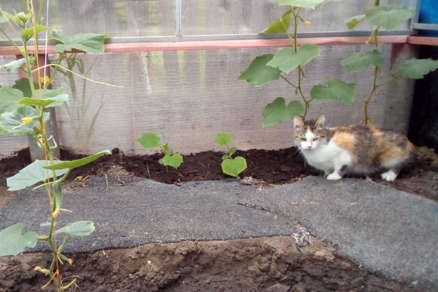Кошка проверяет, правильно ли я полил