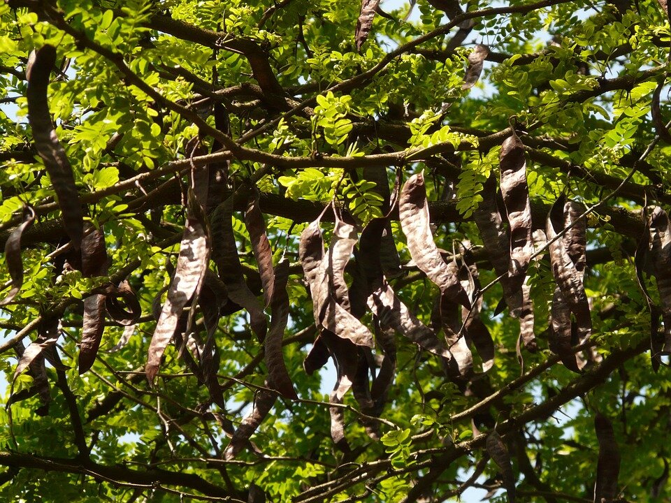 Рожковое дерево с плодами. Яндекс картинки.