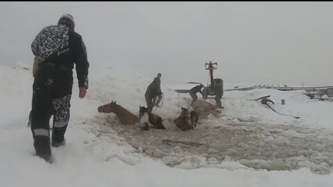 Стадо лошадей провалилось под лед в Иглинском районе