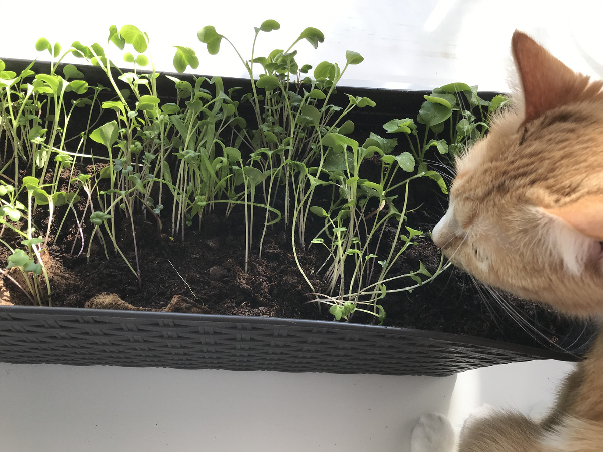 Вот эти растения были безжалостно выкопаны Рыжкой