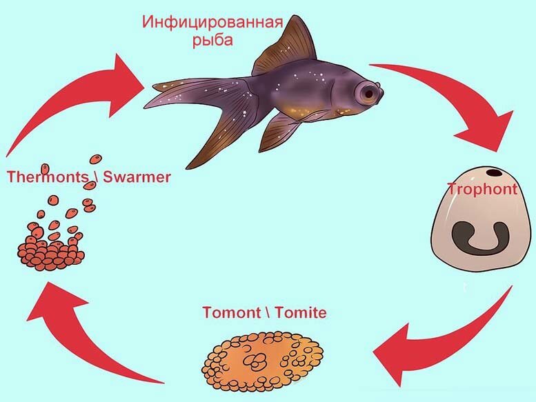 Что это за болезнь