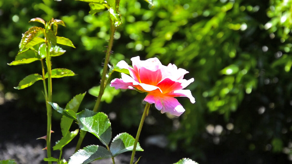 В Ботаническом саду