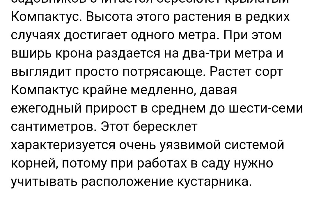 бересклет крылатый компактус