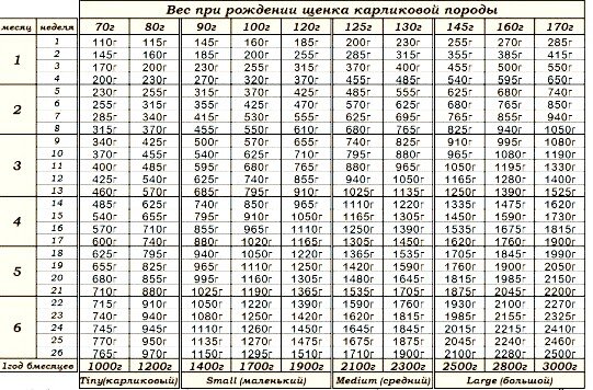 Таблица веса чихуахуа по месяцам