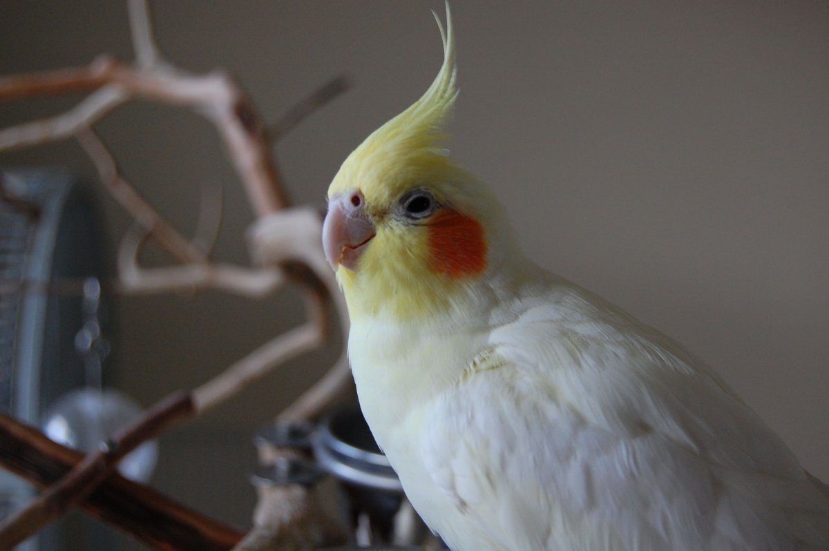 Период адаптации