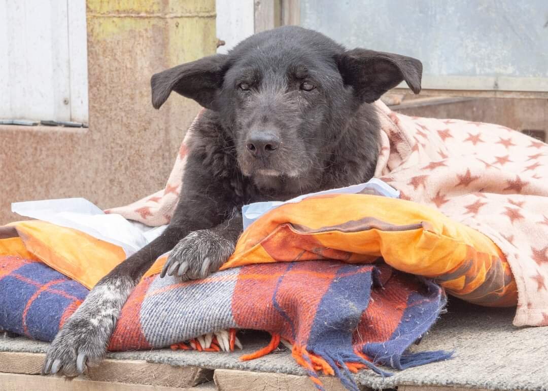 Наблюдательный пункт. О чем она думала, лёжа под одеялом и наблюдая эту суету вокруг появившегося по соседству щенячества? Она ведь когда-то тоже была молодая и весёлая 