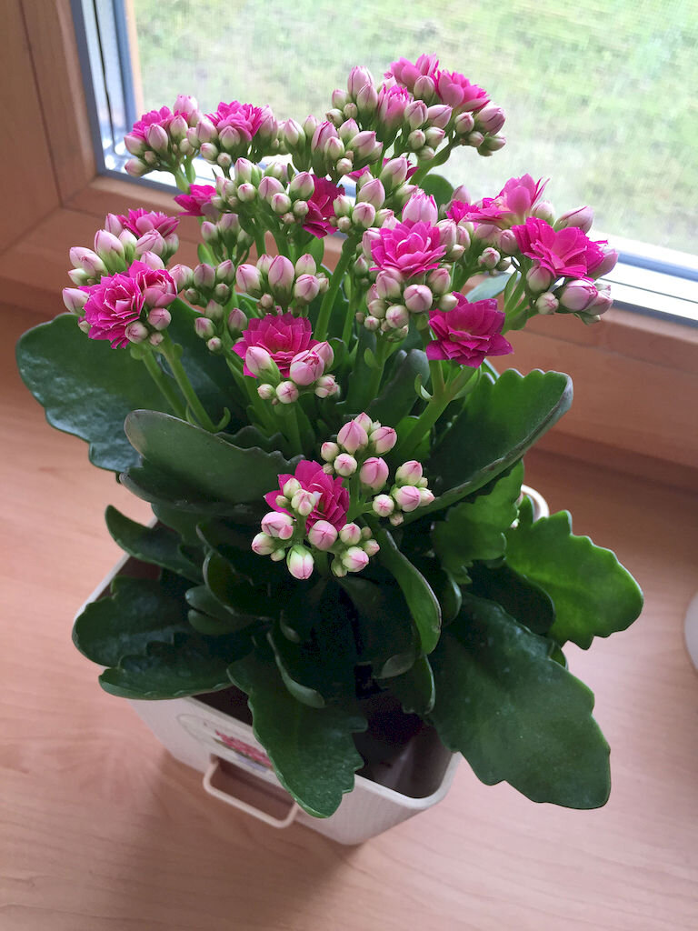 Каланхоэ feminine Pink
