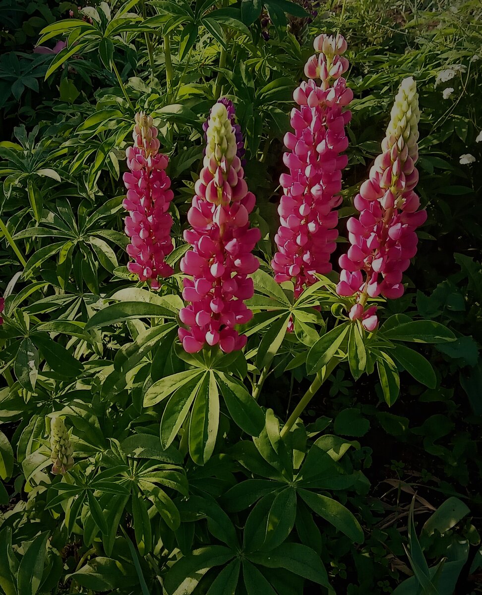 Любимые люпины. Фото автора канала.