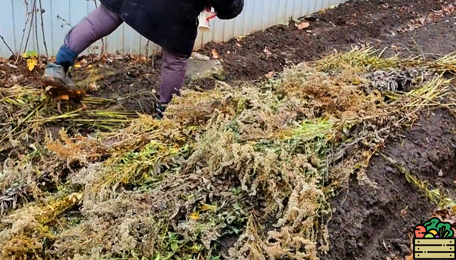 Рассказываю, что быстро нужно сделать с озимым чесноком, если в ноябре резко стало тепло