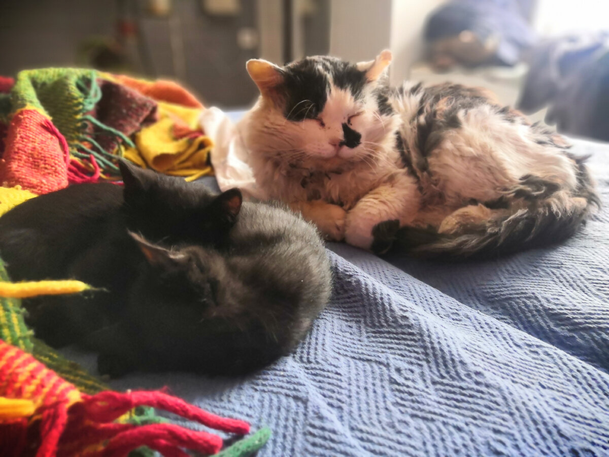 Второй день болезни видимо внушал серьезные опасения, поэтому все мохнатые целители в сборе.