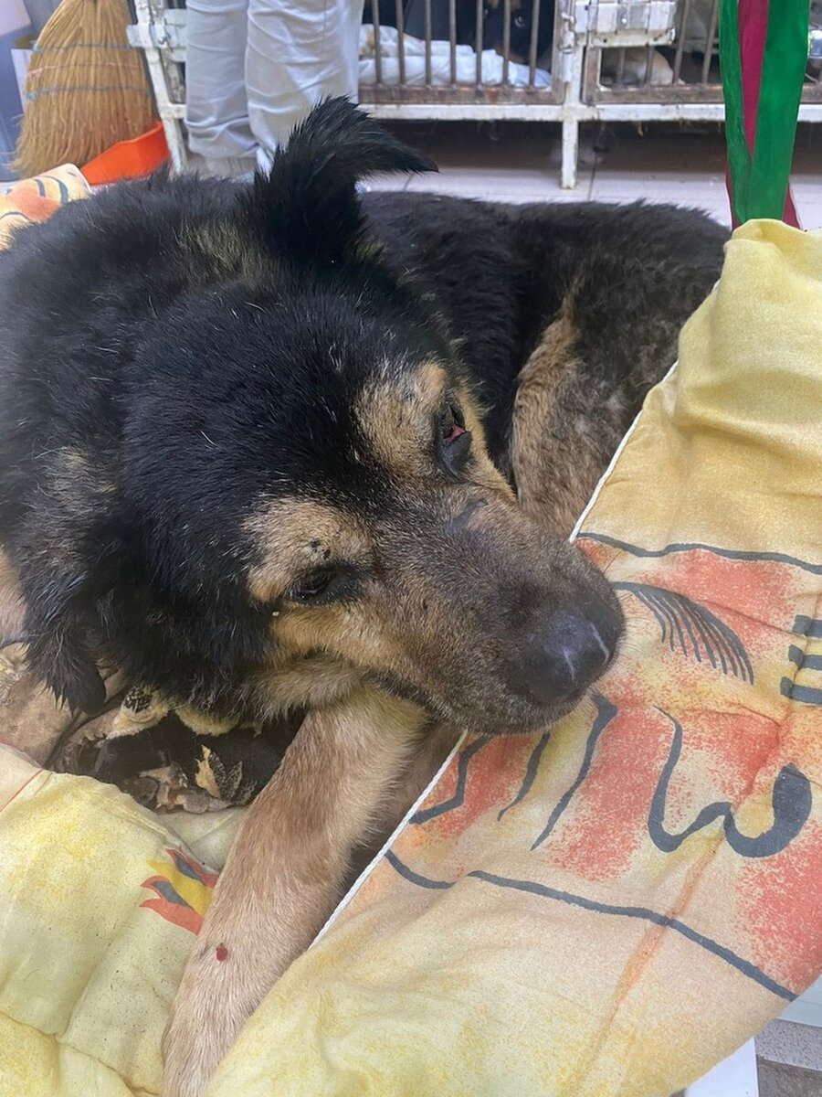     Старый с осложнениями во время болезни фото: @yellowbirka