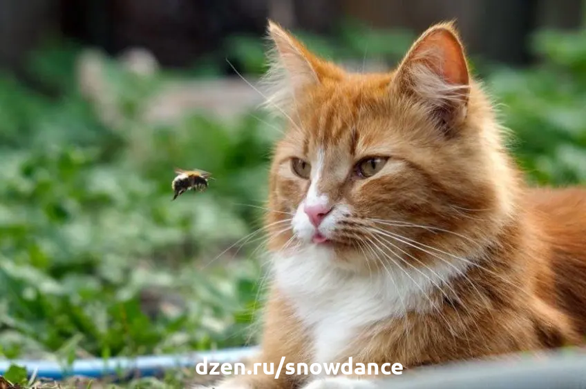 Это нормально, что весной и летом происходит больше встреч между кошками и насекомыми. Однако полезно знать, каких "дружеских отношений" следует остерегаться. Кошки любят охотиться - такова их природа.-2