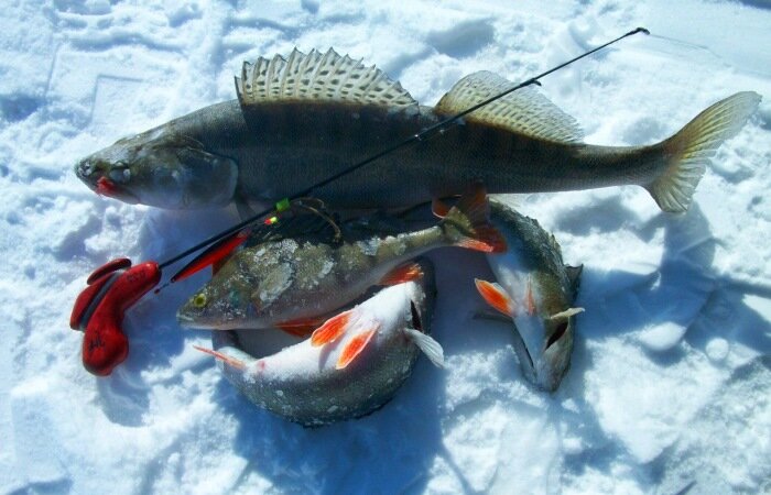 Фото с сайта: https://fishmanual.ru/images/2018/11/2/zzzh.jpg