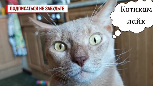 Смешные фото котов Изображения – скачать бесплатно на Freepik