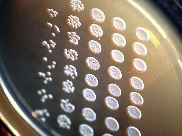   © Фото : Rainis Venta