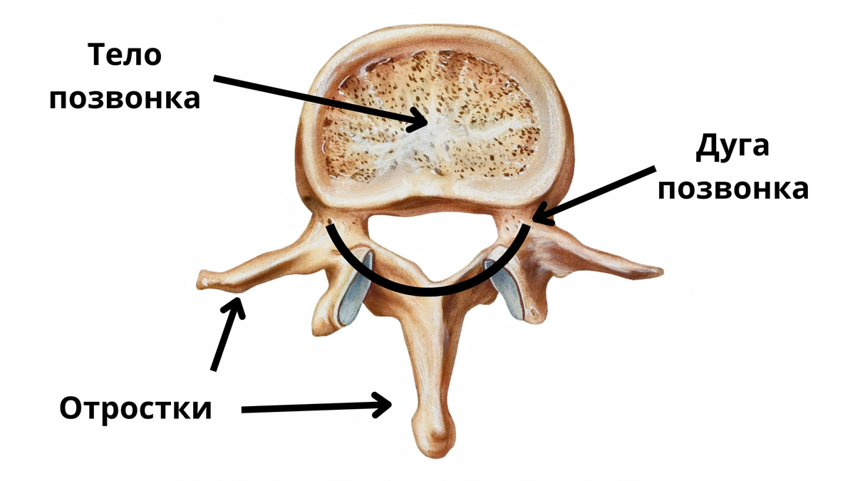 Шейный грудной поясничный отделы позвоночника