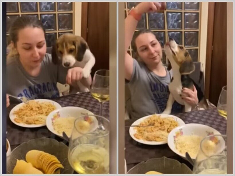    Видео смешных собак, которые очень ждут вкусняшек