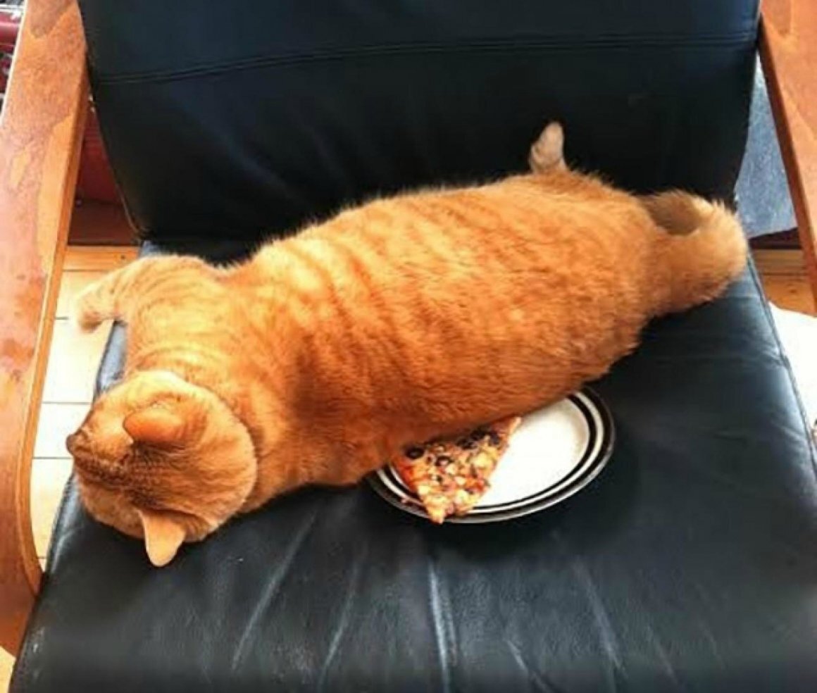 Наглый толстый рыжий кот