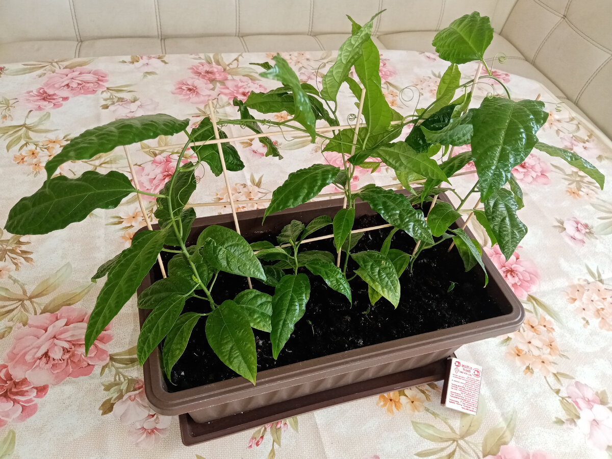 Всего 7 месяцев. 