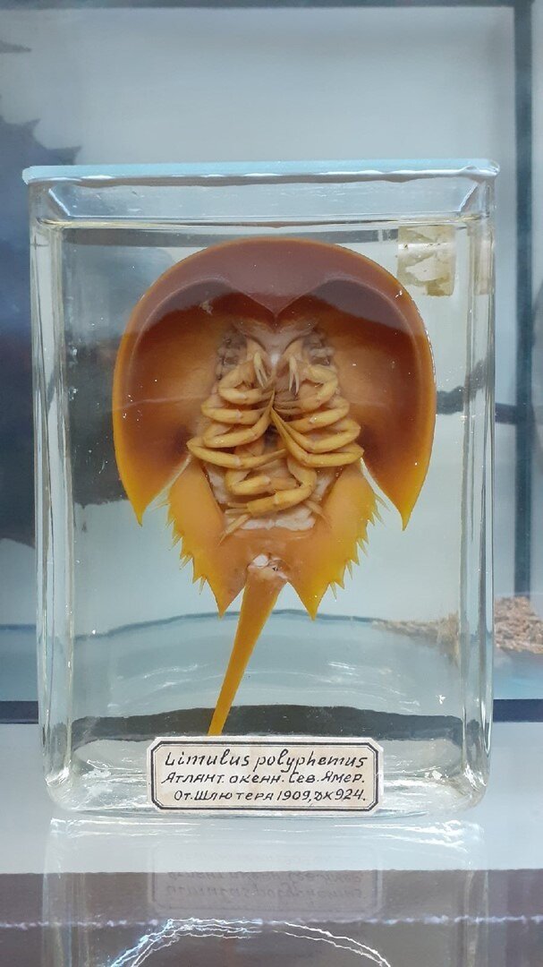 Экспонаты зоологического музея и гербария им. Эверсмана.